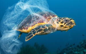 Circular Solutions to Plastic Pollution: A Global Effort to Tackle Plastic Waste